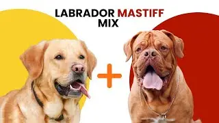 Labrador Mastiff Mix AKA Lab Mastiff