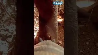 She Put a Tiny Camera on a Small Animal&hellip; 🌲😳 #shorts #viral #camera #animal #forest #pov #explore
