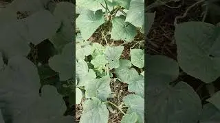 Одна ложка  спасет урожай! #cадогородсвоимируками #огород #plants