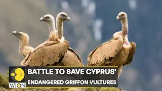 WION Climate Tracker: Cyprus gets eight Griffon vultures from Spain