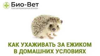 Как ухаживать за ежиком 🦔 в домашних условиях / Сеть ветклиник Био-Вет
