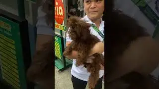 A day in my Life as a Furdad & Big Brother! 😂😂😂 #shihtzu #chocoliver #vaccination #veterinaryclinic