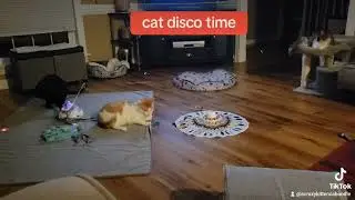 @acrazykittencaboodle Cat Disco Time #cattoys #livingwithcats #catlife #catlovers #catshorts #cats