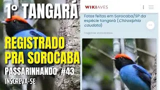 Primeiro Tangar&aacute; Registrado pra Sorocaba | Aves da Mata Atl&acirc;ntica de Sorocaba-SP - PASSARINHANDO #43