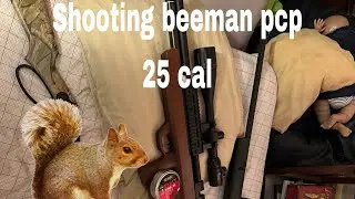 Shooting and hunting with beeman under lever pcp air rifle 25 cal