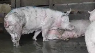 Cull sow with prolapse will not receive medical care