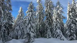 Gli Auguri musicali del Classical Mood Quartet - BUON NATALE!