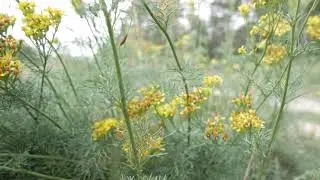 S&eacute;ne&ccedil;on &agrave; feuille d'adonis ou Jacobaea Adonidifolia plante de l&rsquo;H&eacute;rault