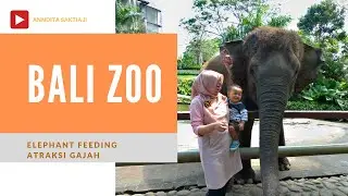Bali Zoo Indonesia - Elephant Show & Feeding