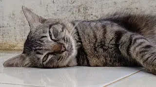 A cute big cat. He lay down as soon as I approached him.