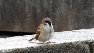 Canon PowerShot SX20 IS Movie (20X, Sparrow)