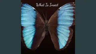What Is Insect