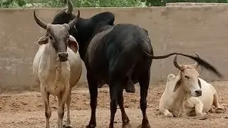 🐂 Ox-Cow Parade Begins &ndash; Full Swag On! 🚶&zwj;♂️💨