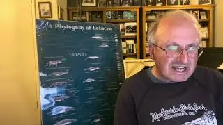 Evolution of whales and dolphins 