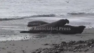 Elephant seals, nature&rsquo;s heavyweights, haul out along the California coastline