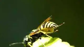 Macro video of a wasp w/raynox 150