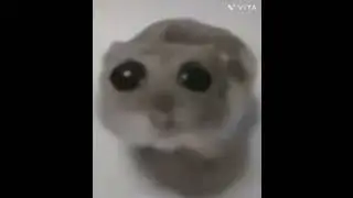 sad hamster #memes #funny #cute