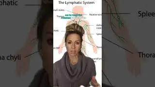 Where are Lymph Nodes & What Do They Do?! | Anti-Inflammatory Tips