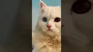 so cute cat 😍💖😊#catvideos#💖💖#newshorts #pleasesubscribe #supportmychannel