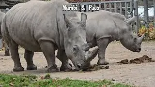 Nashorndame Wiesje & Nero und Nashorndame Numbi & Paco 🦏#zooaugsburg #nashorn #nashornalltag