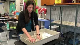 Cleaning Small Mammal Cage