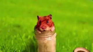 Talking Hamster Sings 'Gimme My Nuts' Music Video (REUPLOAD)