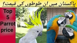 Top Five Expensive Parrot price in Pakistan | India |Urdu| Hindi