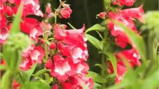 Red Carpet Flower & Gift Shop