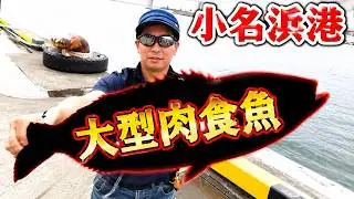 いわき市の小名浜港 誰でも大物が釣れる可能性大！泳がせ釣りの方法　ツリアメ