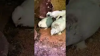 King pigeon video✨ #pigeon #kabutar #😈kabootar #birds #fancykabutar8.1👑KLikes8