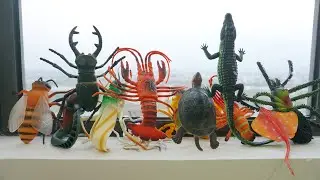 Insect Toys For Kids Learn Insect & Bugs Education Video  - Looking for Insect Toys on The Window