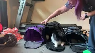 Flying with dogs—comparison of different bags