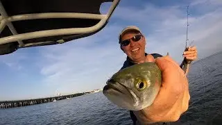 Small Pocket of Snapper Blues - June 1 2017 - Fishing Ocean City, Maryland