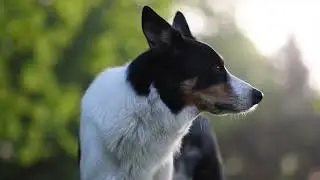 Fetch Smart Collar