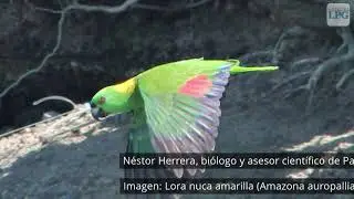 Pajareando: En estos sitios de Gran San Salvador puedes avistar aves