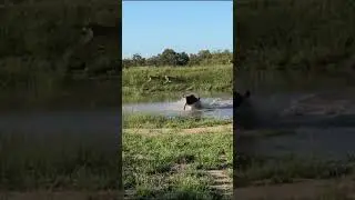 Wildebeest Jump to Escape from Lioness attack  #shorts / #wildlife
