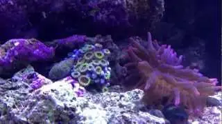 The new Ecotech Marine VorTech wave making pump. Simulates the natural swaying flow of a reef.