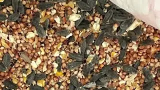 Wild Bird Feed