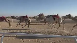 ش2 قعدان ثنايا1447/06/01هـ - 2025/11/22م (مرقاب) ثاني مضحي رشيد الشيباني