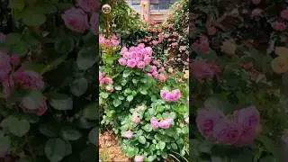 Mesmerizing Flower Gardens: A Short Journey into Nature&rsquo;s Beauty | #shorts