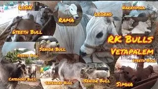 RK Bulls Vetapalem OngoleBulls Shed |Category, Senior, Junior, 6Teeth Bulls | RK Bulls 😍😍|