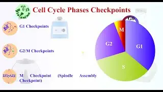 Cell Cycle Phases and Checkpoint Regulation