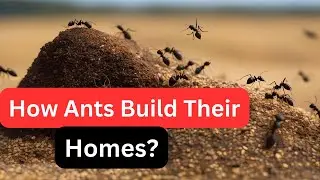 How Ants Build Their Homes II Ant Mounds