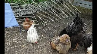 Als de kippen weg moeten voor de buren..........