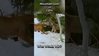 Mountain Lion vs Lynx #cougar #lynx
