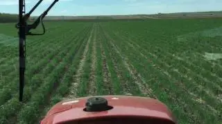 Bio Strip-till Rye Between Corn Rows