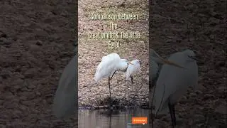 Great white egret comparison with the little egret @ #birding #birds #ebirders #birdspotter #bird