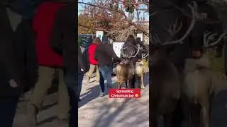 Reindeer Poops While Walking Through Mall 🤣💩#shorts #reindeer