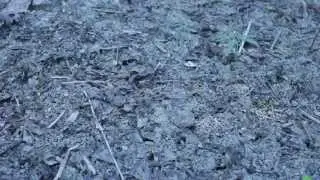 This Land Used to be My Land