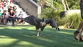 Bird Show - Taronga Zoo | April 2017